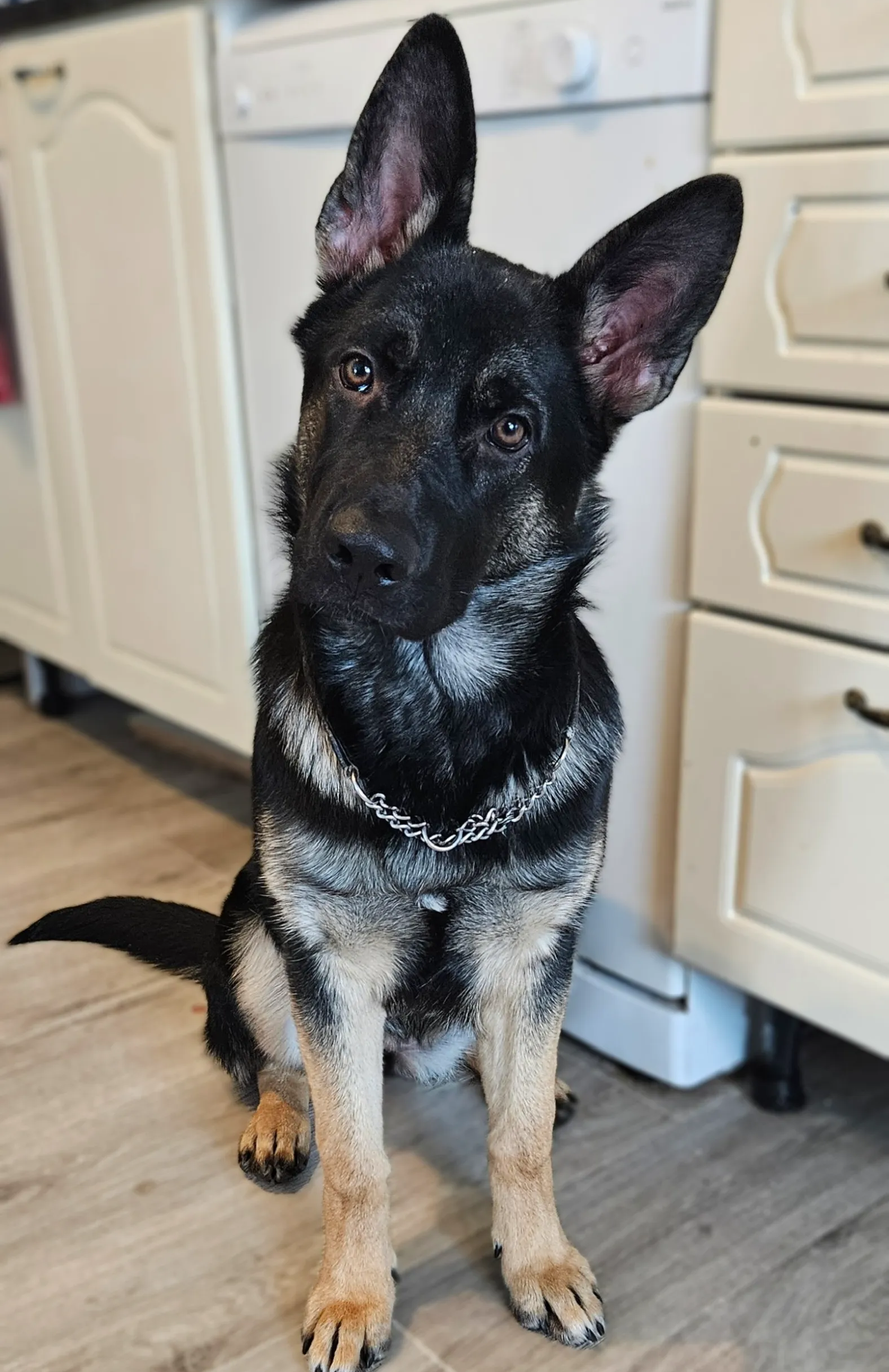 Saksanpaimenkoira Bertta