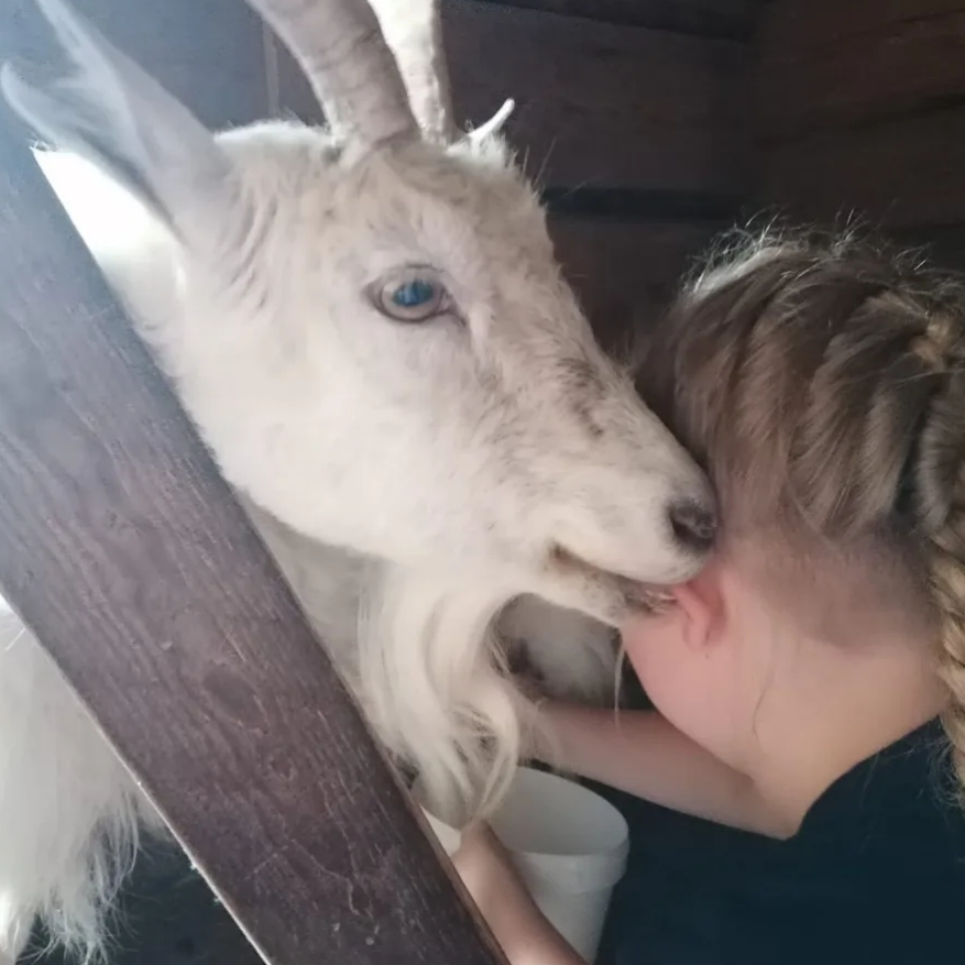Ratsastus ja eläimiin tutustuminen Riitun Ranchilla
