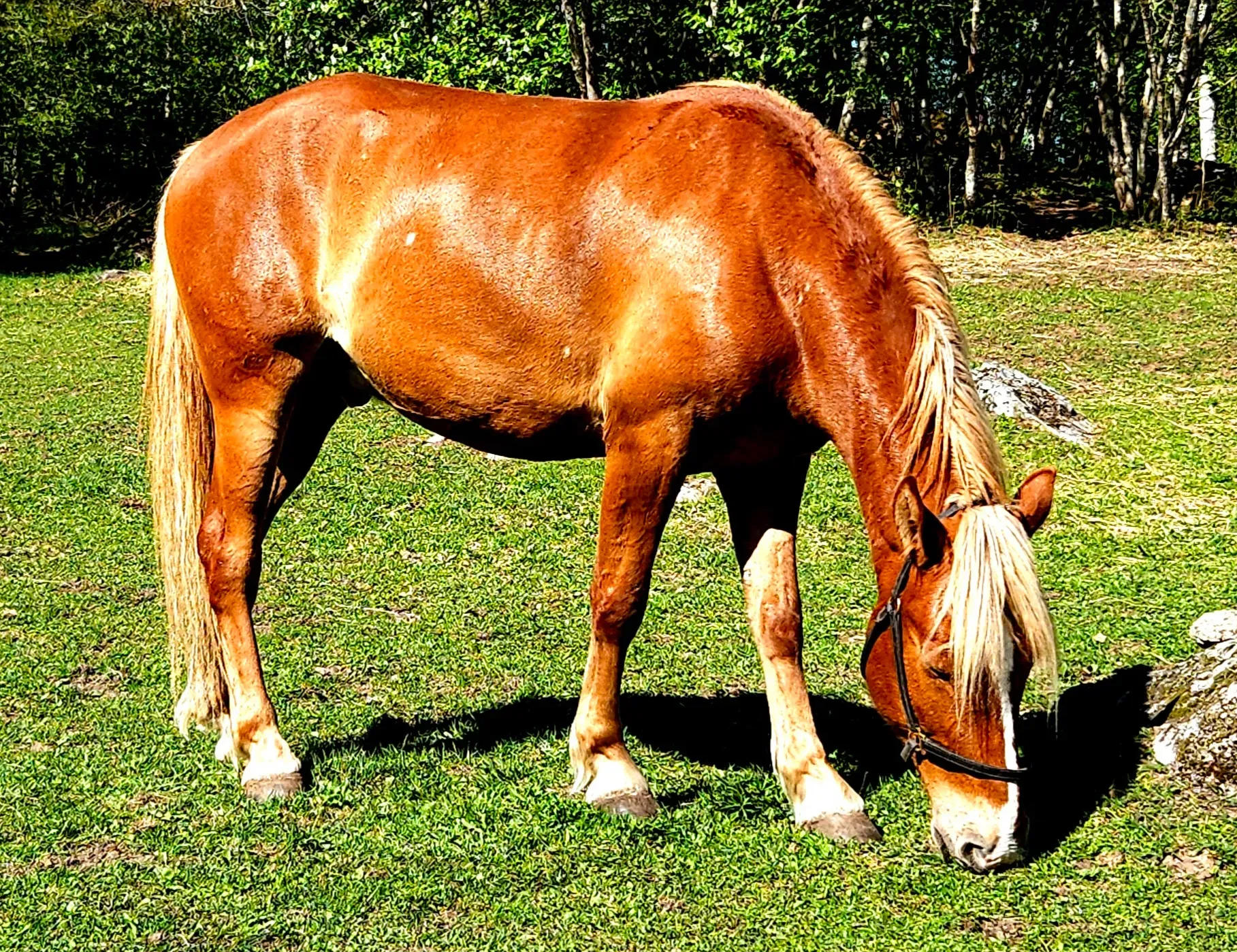 Hevonen kesäisessä säässä