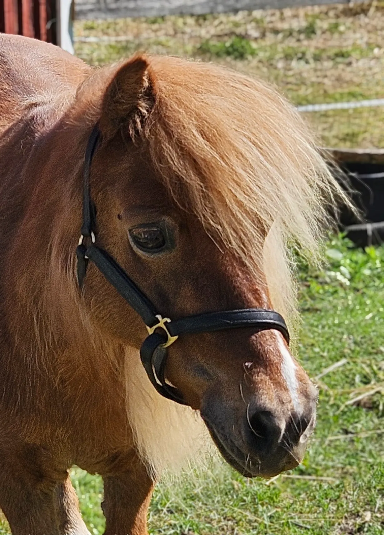 Shetlanninponi Kerttu