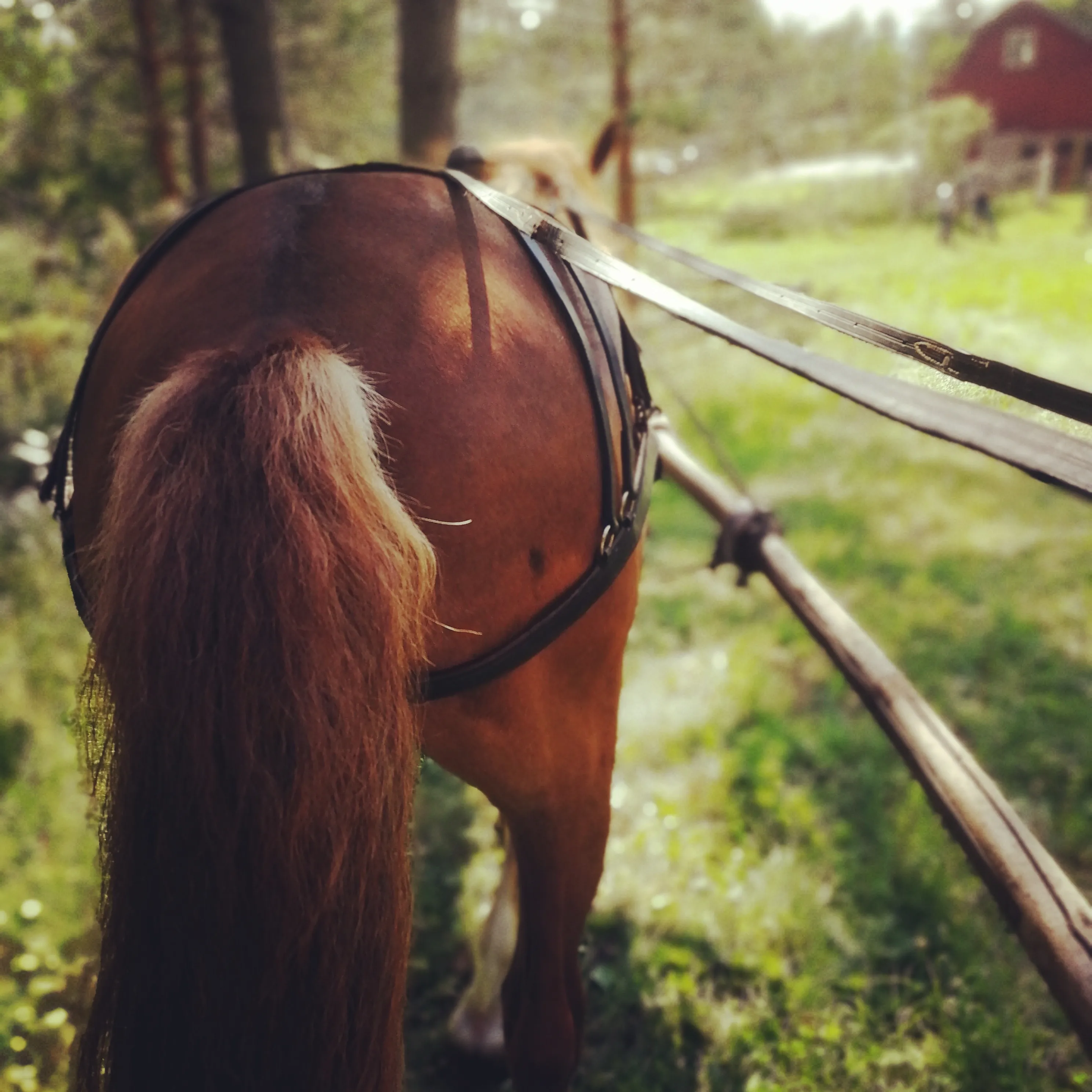 Riitun Ranch historiallinen kuva 6
