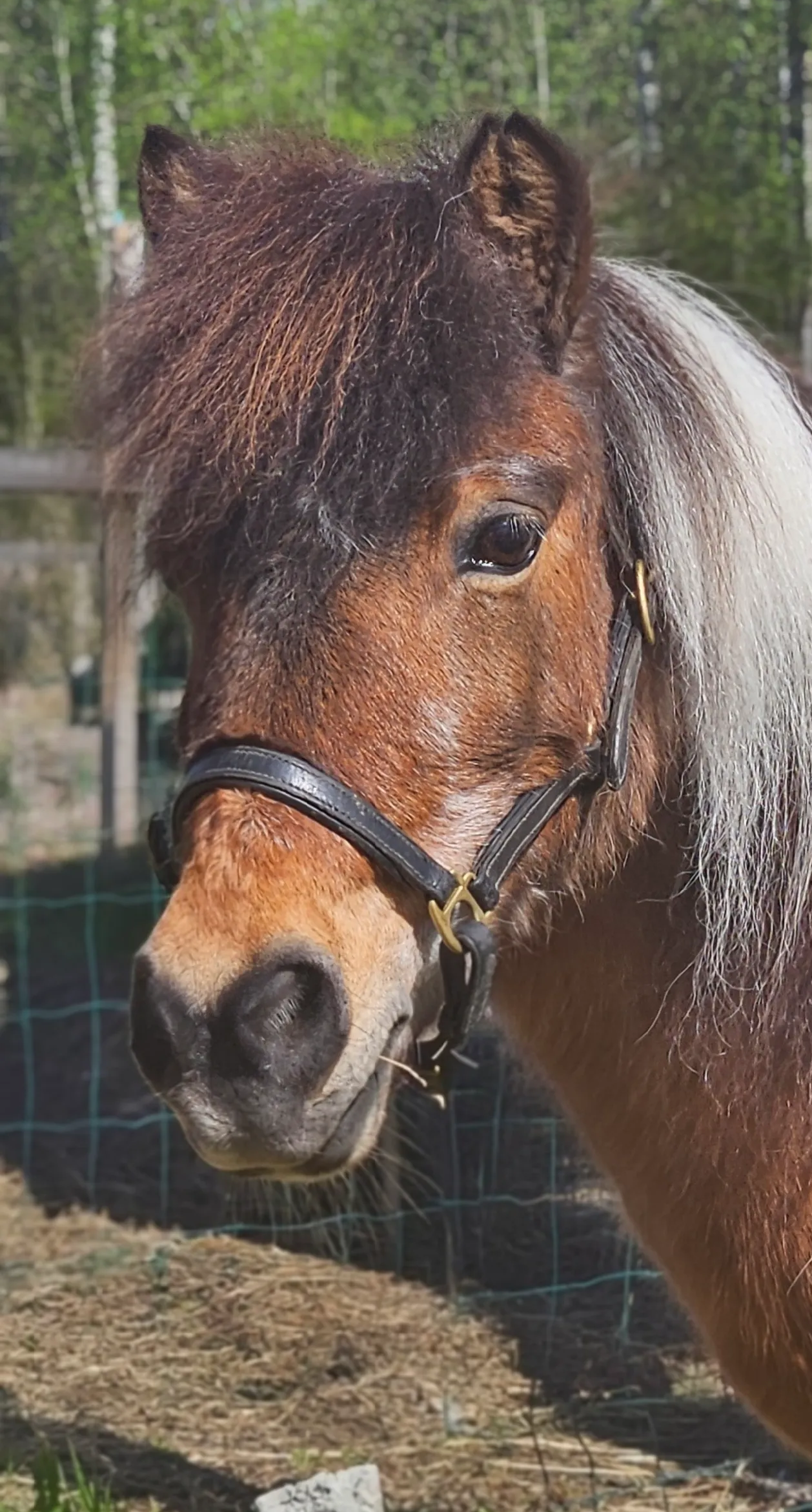 Shetlanninponi Sabrina