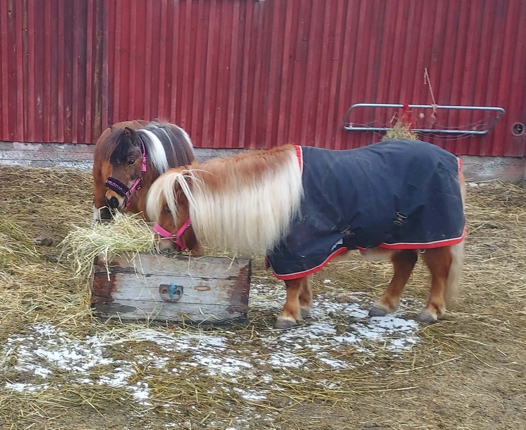 Riitun Ranchin ponit