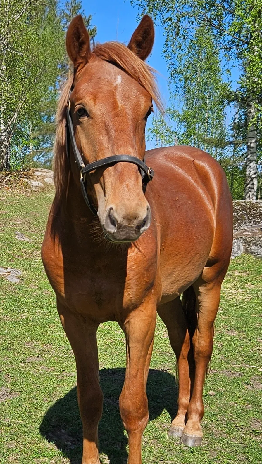 Suomenhevonen Usko Tahi Elä