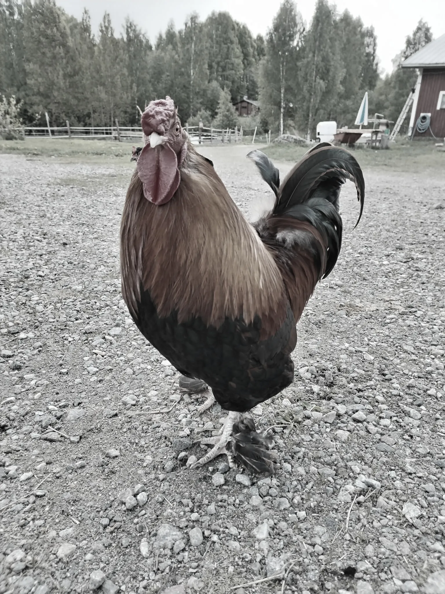 muisto