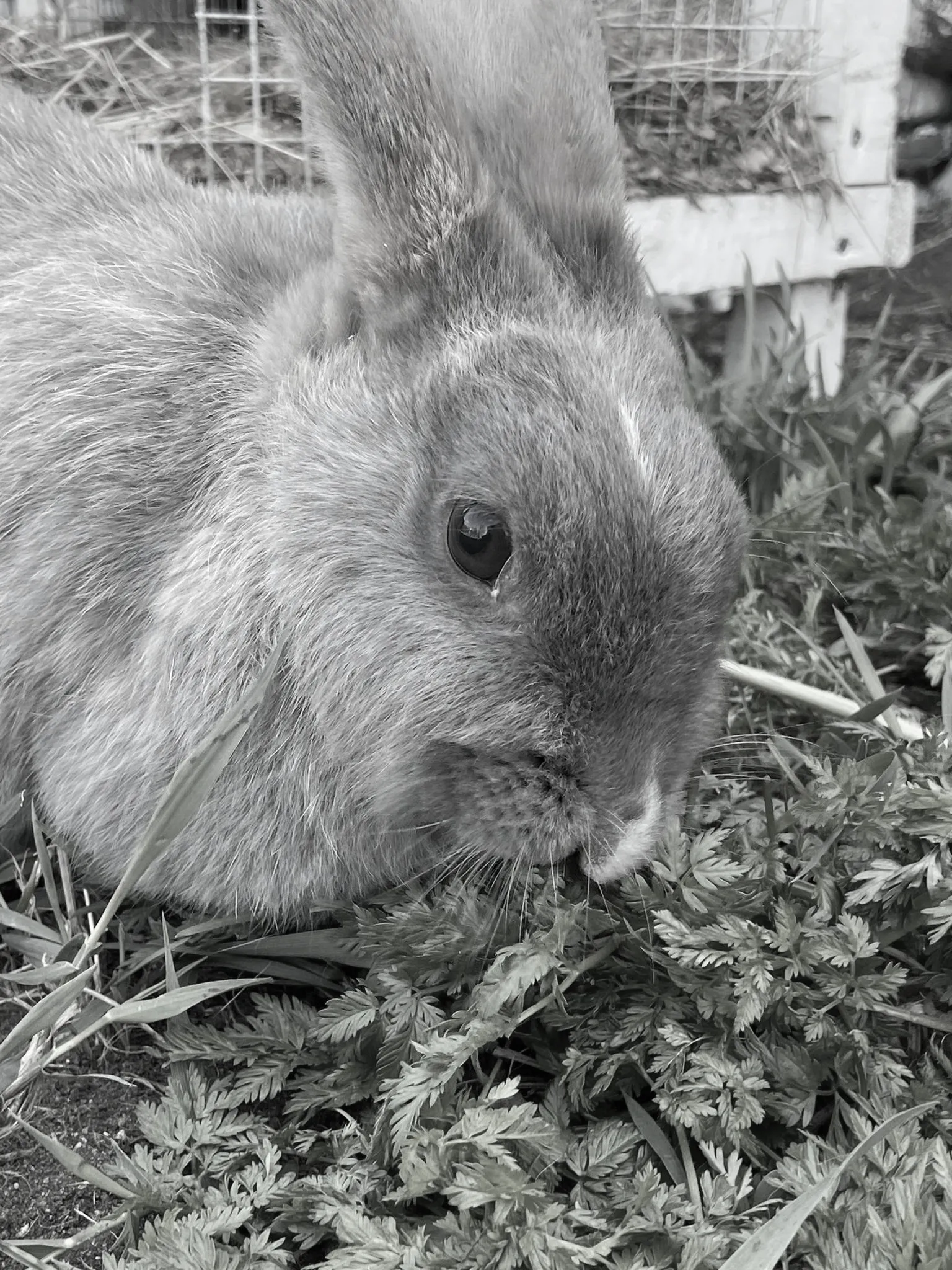 muisto